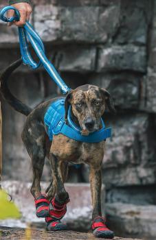 Preview: Kurgo RSG Active Utility Belt Blau